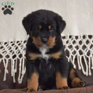 Atlas, Bernese Mountain Dog Mix Puppy